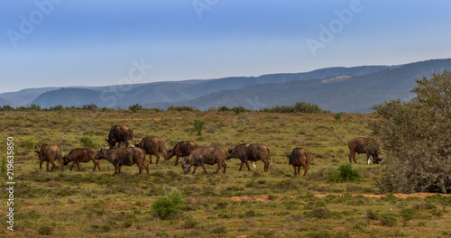 Cape buffalo roam the hills in the Addo Elephant National Park in the Eastern Cape province of South Africa image with copy space in landscape format