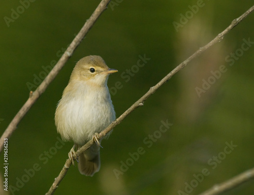 Willow Warbler on the branch