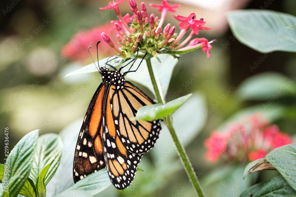 Fototapeta premium Schmetterling