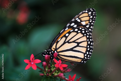 Schmetterling © ADPhotographics