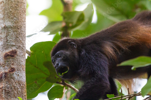 Howler monkey in Punta Cahuita National Park in Puerto Viejo in Costa Rica
