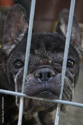 Pug dog behind bars in a kennel