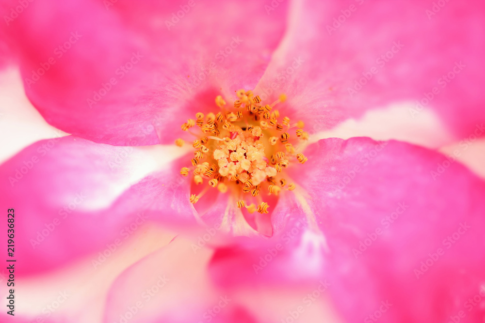 Close-up view of blossoming pink rose. Stamens and pistil. Close-up view of blossoming pink rose. Stamens and pistil.