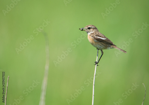 female stonechat on a stalk of reed with a bug in the bill on a soft green background