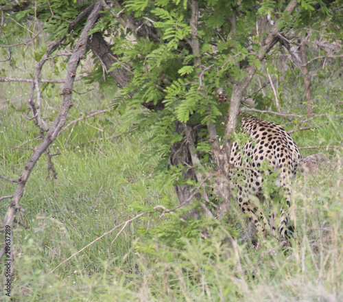 Cheetah hiding in the bush in the savannah  Kruger National Park  South Africa