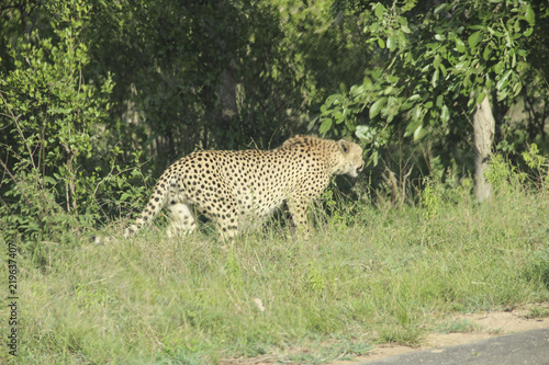 Cheetah coming out of the bush, Kruger National Park savannah, South Africa
