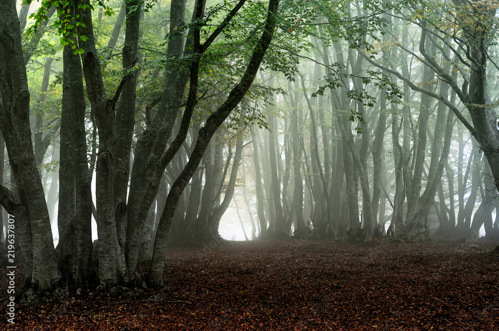 Fototapeta premium Canfaito