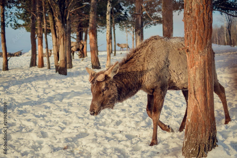 Naklejka premium Red deer on an animal farm in winter