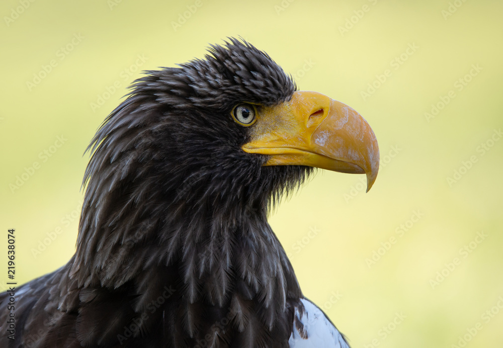 Steller’s sea eagle side face portrait on a soft green background Steller’s sea eagle side face portrait on a soft green background