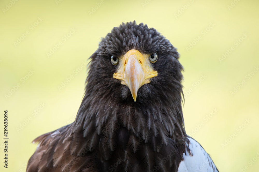 Steller's sea eagle front view portrait on a soft green background Steller's sea eagle front view portrait on a soft green background