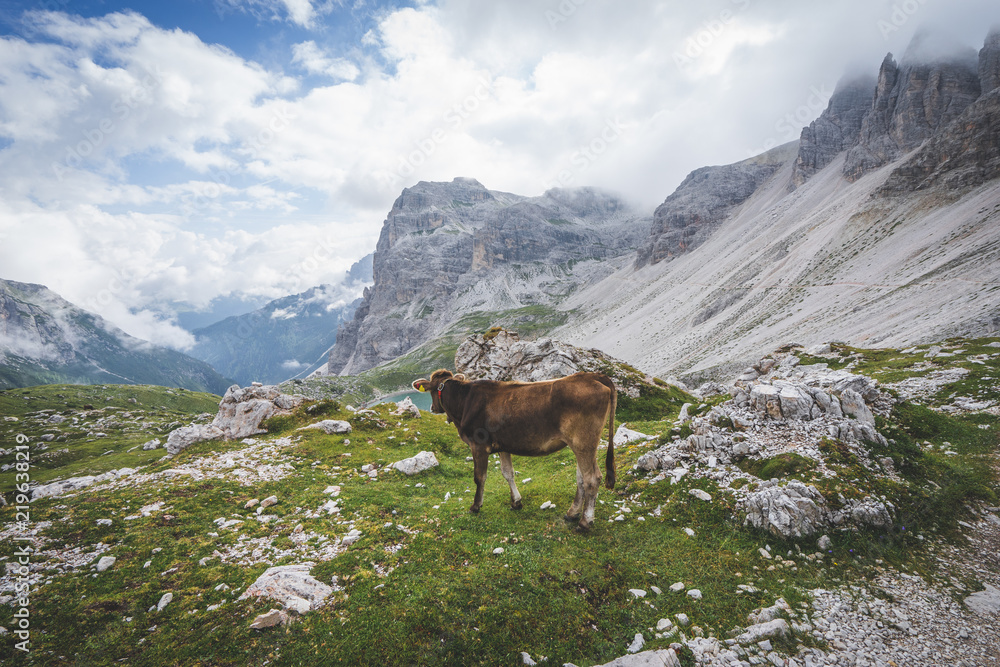 mucca in dolomiti