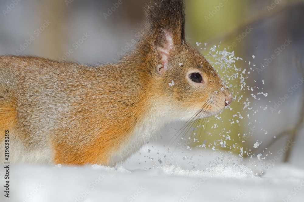 Squirrel in the snow