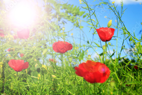 Field of poppies on a sunset
