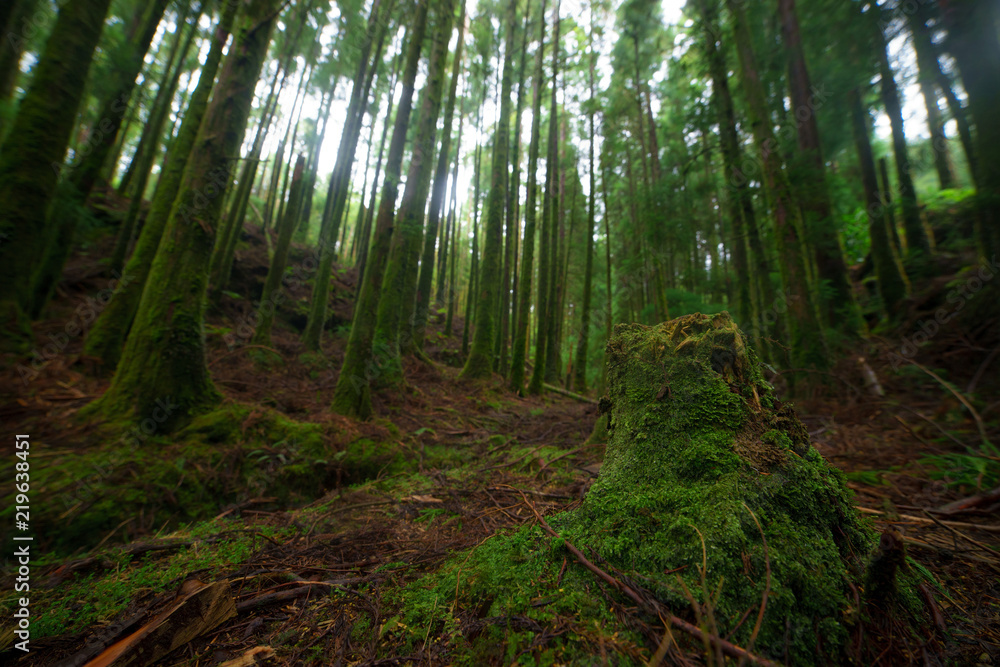 Obraz premium Spruce Tree Forest, Sunbeams through Fog illuminating Moss and Fern Covered Forest Floore