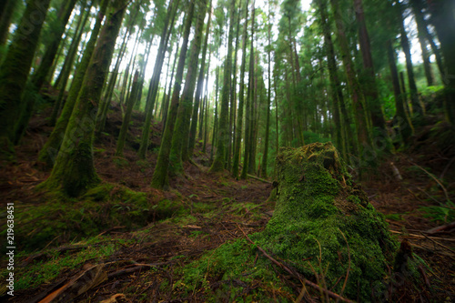 Spruce Tree Forest  Sunbeams through Fog illuminating Moss and Fern Covered Forest Floore