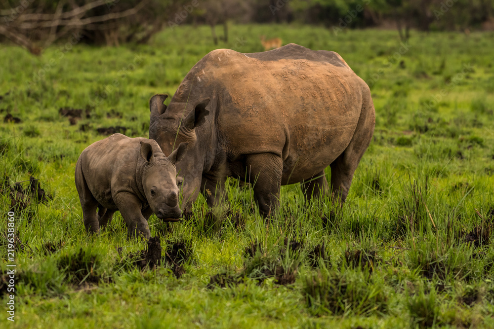 A white rhino / rhinoceros grazing in an open field in South Africa A white rhino / rhinoceros grazing in an open field in South Africa