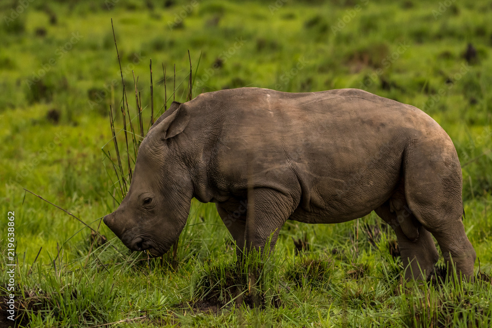 Fototapeta premium A white rhino / rhinoceros grazing in an open field in South Africa