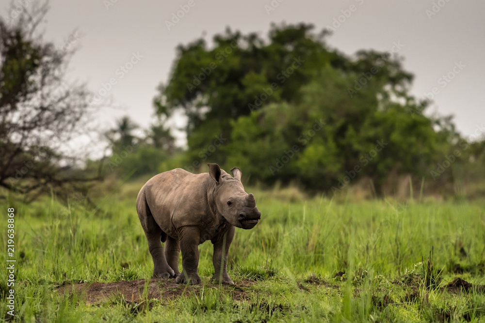 A white rhino / rhinoceros grazing in an open field in South Africa A white rhino / rhinoceros grazing in an open field in South Africa