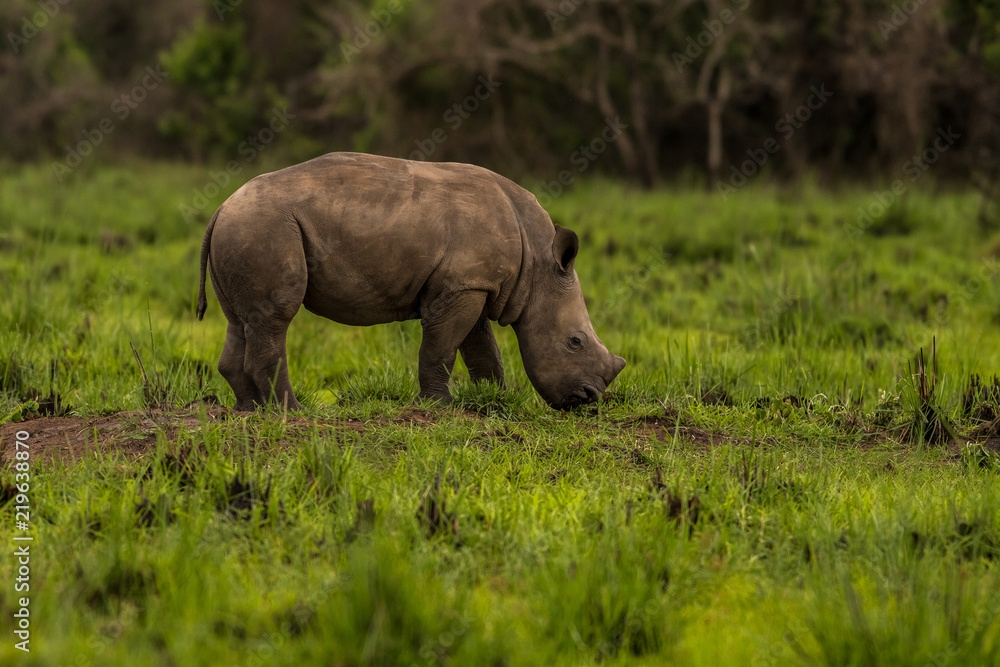 A white rhino / rhinoceros grazing in an open field in South Africa