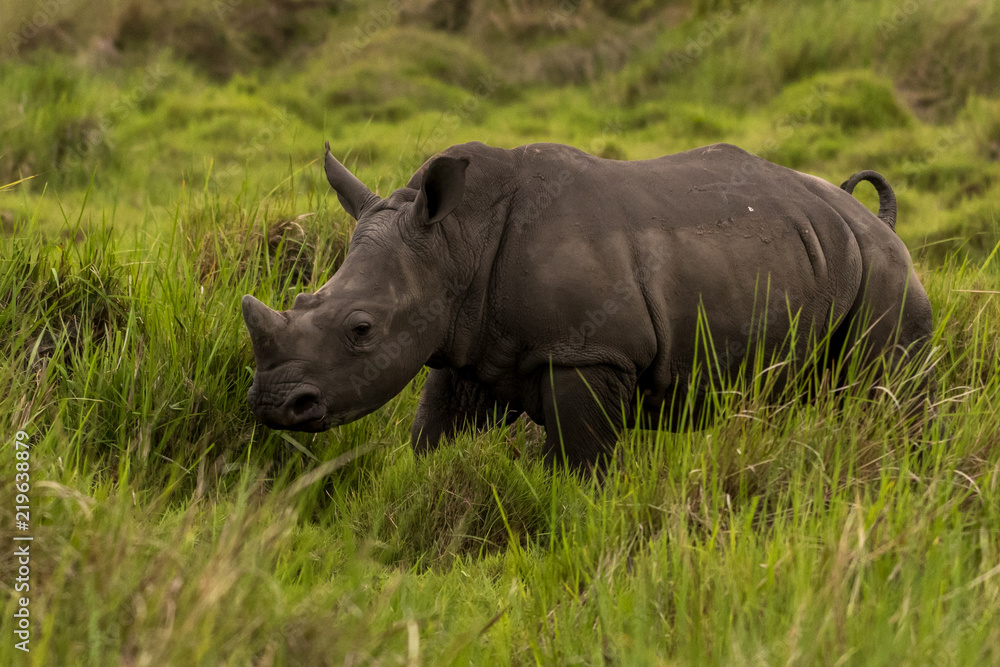 A white rhino / rhinoceros grazing in an open field in South Africa A white rhino / rhinoceros grazing in an open field in South Africa