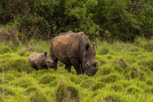 A white rhino   rhinoceros grazing in an open field in South Africa