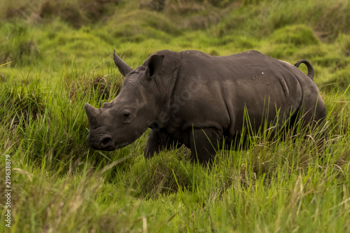 A white rhino   rhinoceros grazing in an open field in South Africa