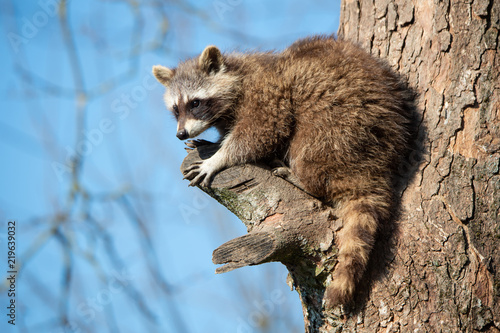 raccoon dog sitting high up on a tree looking down