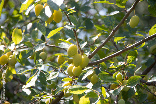 Ripe yellow plums on a branch in the sunlight