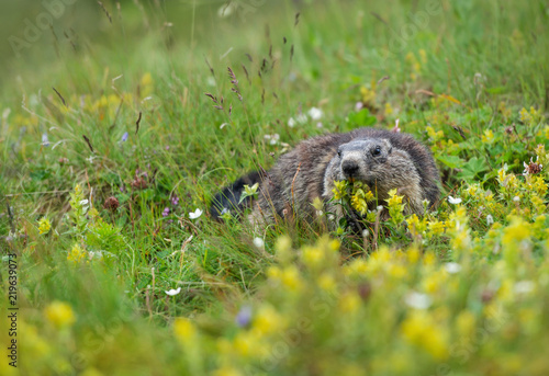 marmot in the flowering meadow eating a yellow rattleweed - Großglockner in Austria - Carinthia photo