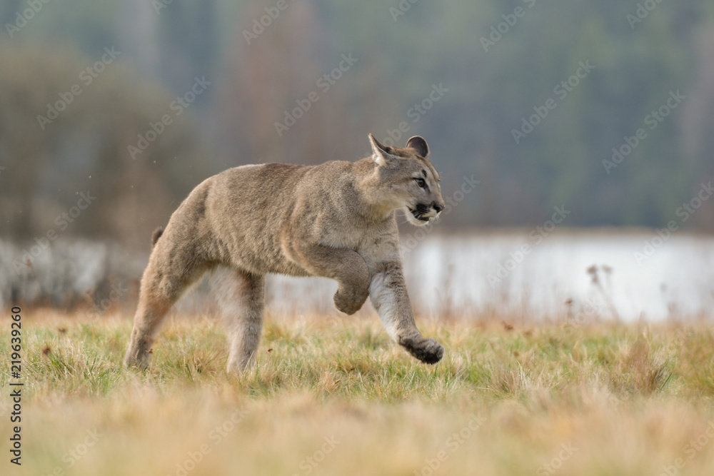 Cougar (Puma concolor), also commonly known as the mountain lion, puma, panther, or catamount. is the greatest of any large wild terrestrial mammal in the western hemisphere Cougar (Puma concolor), also commonly known as the mountain lion, puma, panther, or catamount. is the greatest of any large wild terrestrial mammal in the western hemisphere