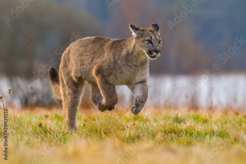 Wallpaper Mural Cougar (Puma concolor), also commonly known as the mountain lion, puma, panther, or catamount. is the greatest of any large wild terrestrial mammal in the western hemisphere Torontodigital.ca