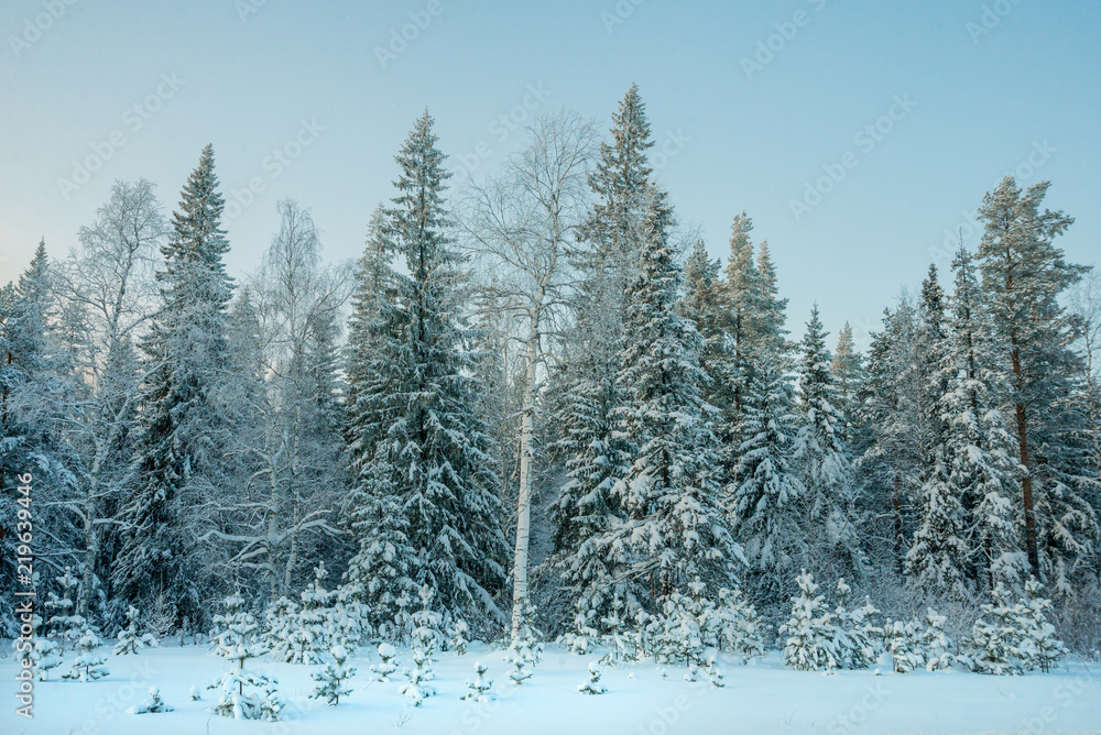 Snow-covered trees on a Sunny winter day in the ski resort, winter forest in the mountains Snow-covered trees on a Sunny winter day in the ski resort, winter forest in the mountains