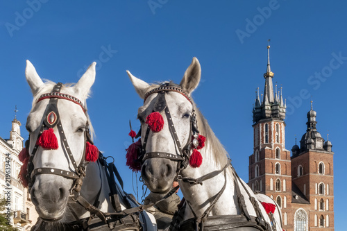Pair of white horses with the Saint Mary's Basilica in the background in the historic center of Krakow, Poland on a beautiful sunny day