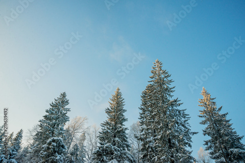 Snow-covered trees on a Sunny winter day in the ski resort, winter forest in the mountains