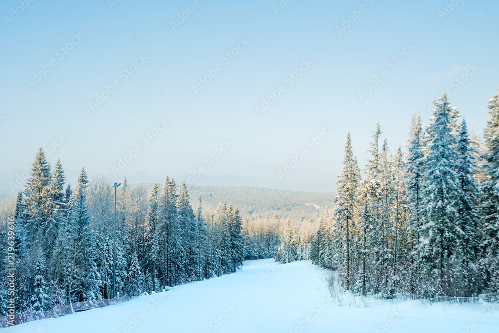 Snow-covered trees on a Sunny winter day in the ski resort, winter forest in the mountains