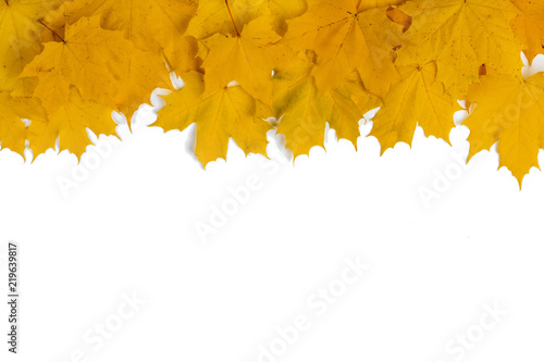 Yellow maple leaves frame