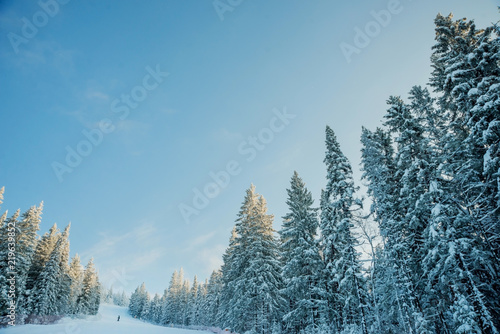Fototapeta Naklejka Na Ścianę i Meble -  Snow-covered trees on a Sunny winter day in the ski resort, winter forest in the mountains