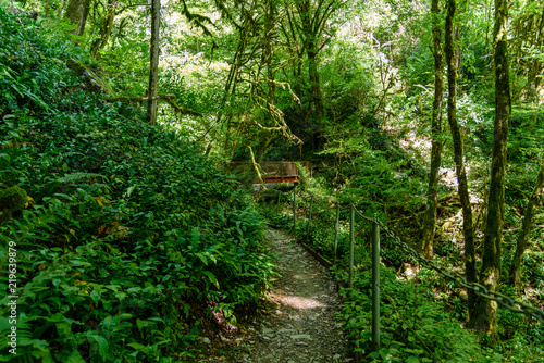 Fotpath in the rainforest among moss trees. Tropical jungle.
