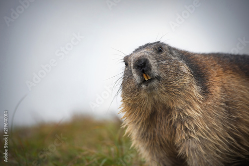 curious alpine marmot looking in the camera - Großglockner Austria