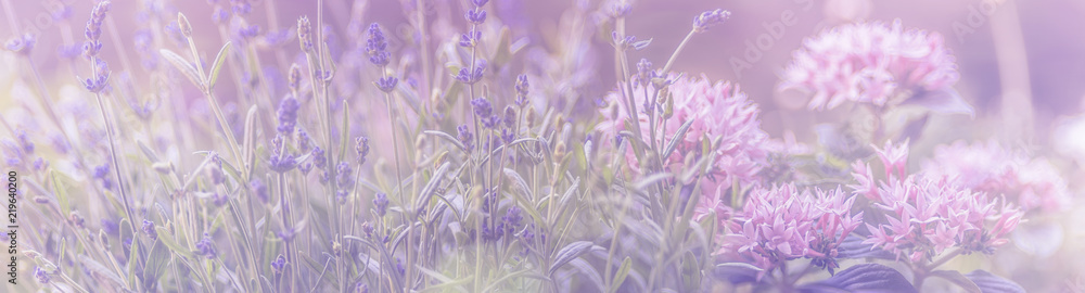 Lavendel, Blumenwiese mit rosa, Panorama - obrazy, fototapety, plakaty 