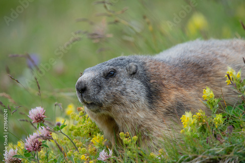 alpine marmot lying in a meadow between yellow rattleweed and red clover - Großglockner Austria