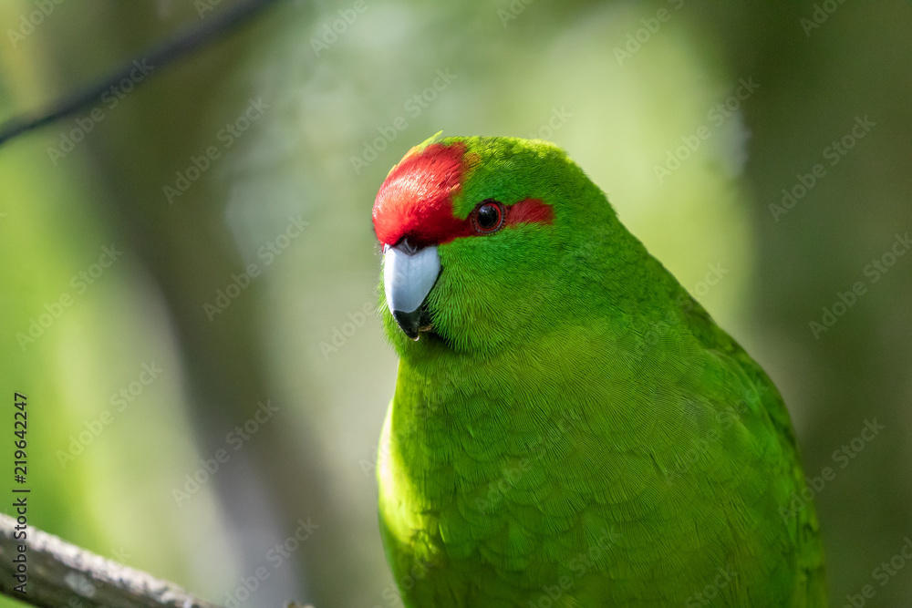 Cute New Zealand Kakariki / Red Crowned Green Parakeet In Eco Sanctuary Cute New Zealand Kakariki / Red Crowned Green Parakeet In Eco Sanctuary