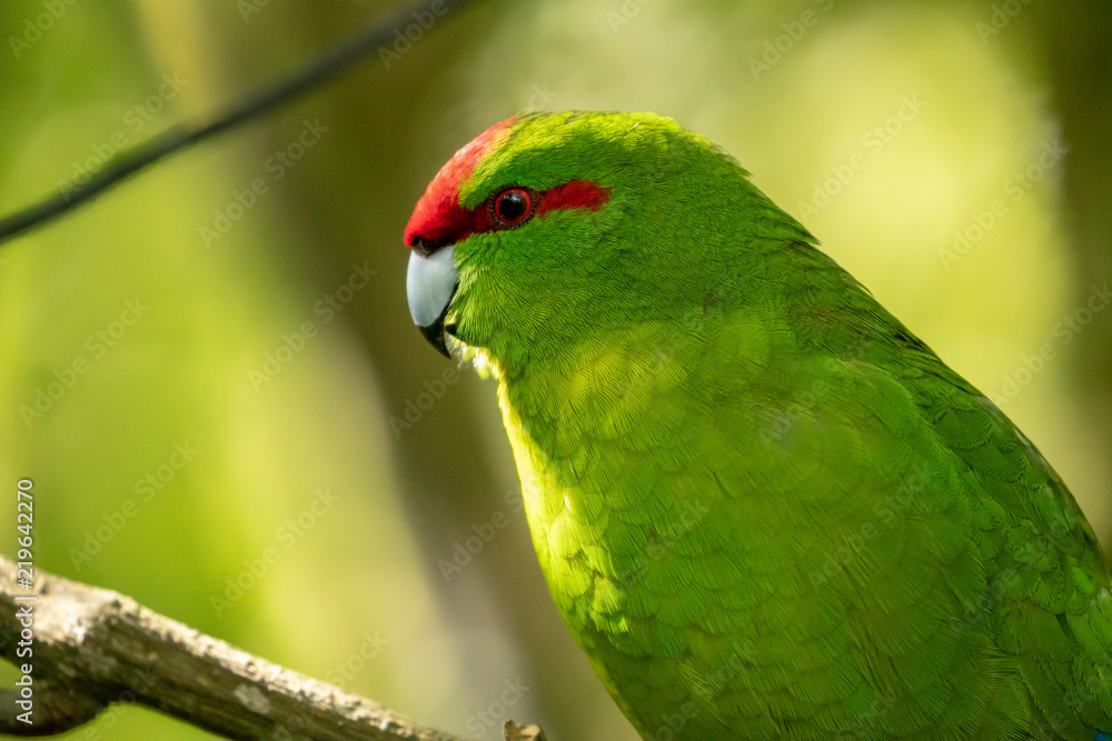 Close Up, New Zealand Parakeet The Kakariki
