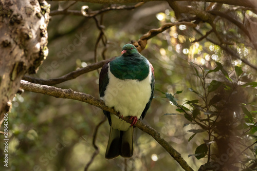 Round Wood Pigeon / Kereru In New Zealand Bushlands  photo