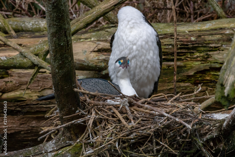 Blue Eyed Pied Shag Nest Blue Eyed Pied Shag Nest