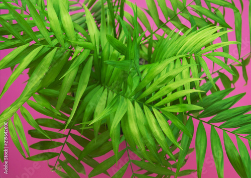 Fototapeta Naklejka Na Ścianę i Meble -  Palm Tropical greenery minimal artistic design