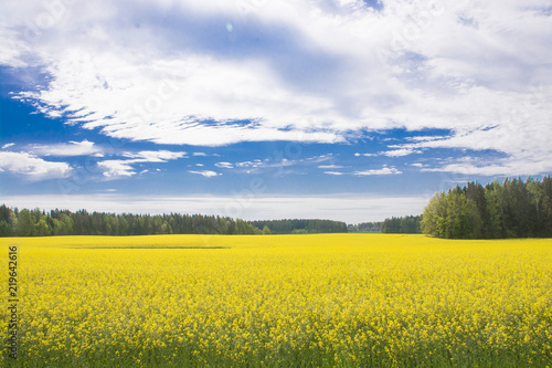 Fototapeta Naklejka Na Ścianę i Meble -  flowering rapeseed fields in the spring