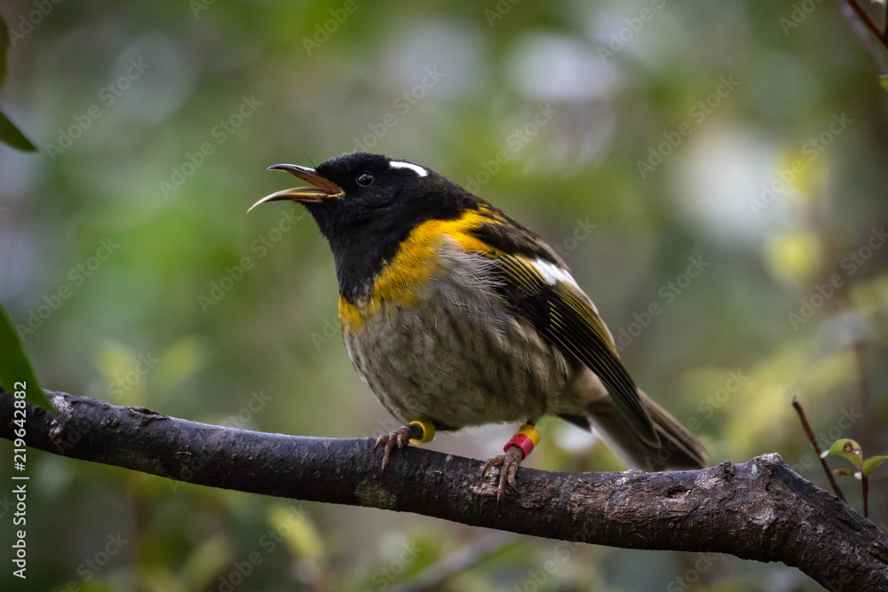 Naklejka premium Hihi / Stitchbird Sticks Out Honey Eating Tongue 