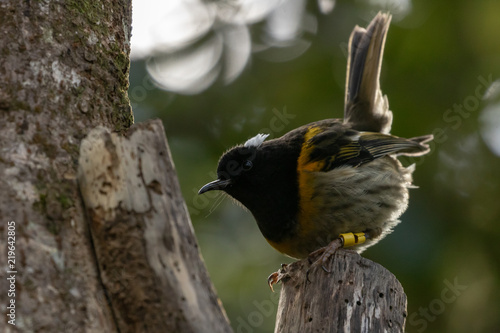 Hihi Bird Raises Ear Feathers  photo