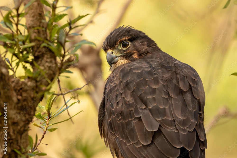Obraz premium Young New Zealand Falcon 